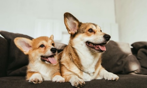 Local Pet Shops Cover Image